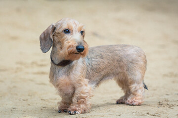 Close-up portrait of a Wire-haired Dachshund dog on a walk in the sand