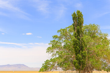 The Green in the Desert