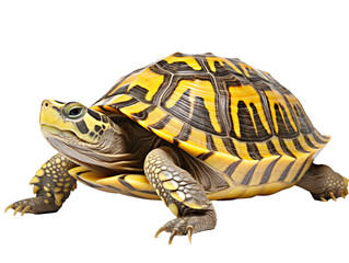 Obraz premium a yellow and black turtle