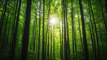 Serene Sunlit Forest, a lush green landscape where sunlight gently filters through the canopy, embodying the essence of tranquility and the beauty of nature.