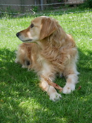 Goldenretriever
