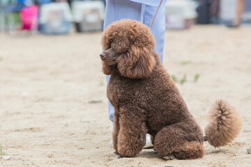 A handler shows a poodle dog at a dog show. A cute pet executes commands during training.