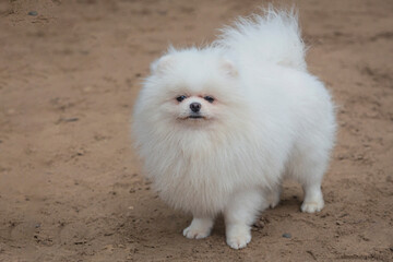 White pomeranian baby posing outside in a sandy background.