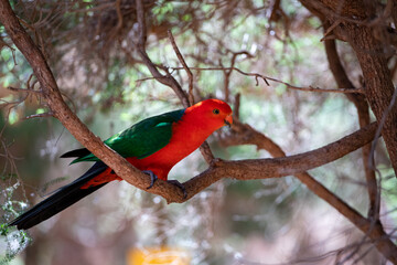 Australian King Parrot