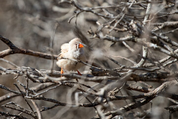 Zebra Finch