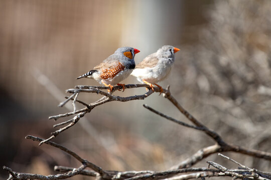 Zebra Finches