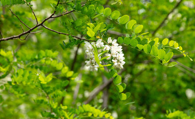 Blooming white acacia flowers on nature