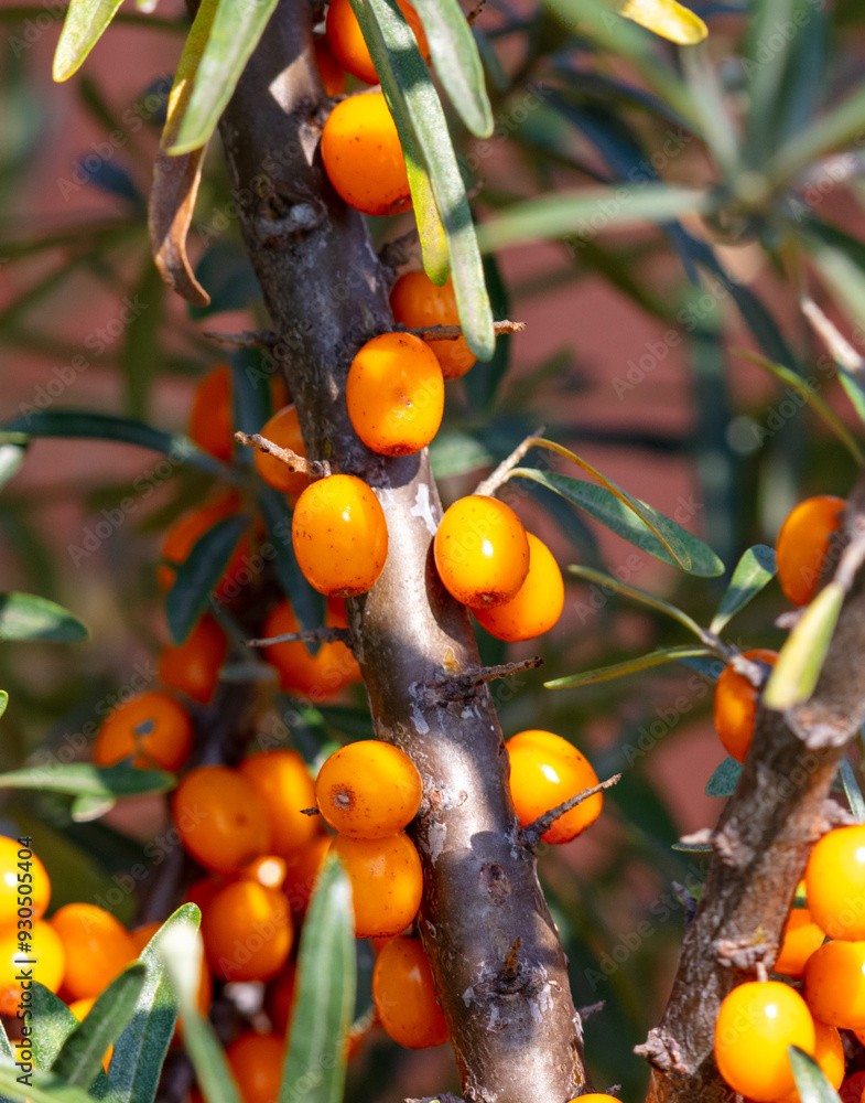 Canvas Prints Ripe sea buckthorn on a tree in summer. Macro