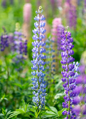 Lupine flowers in nature. Close-up