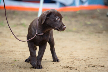 A Labrador puppy executes handler's commands on the field in close-up.