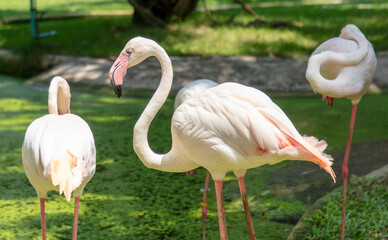 Pink flamingo birds in the park
