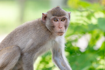 Monkey outdoors in a tropical park