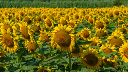 

Sunflower field is seen. The common sunflower (Helianthus annuus) is a species of large annual...