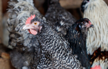 Chicken in a chicken coop on a farm