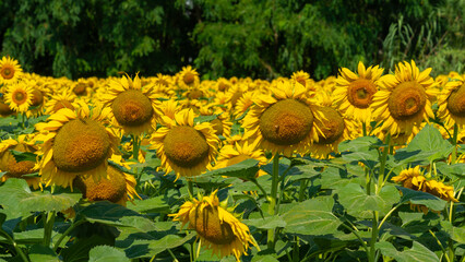 Sunflower field is seen. The common sunflower (Helianthus annuus) is a species of large annual forb...