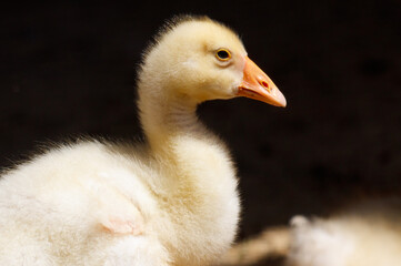 Portrait of a little duckling in the zoo