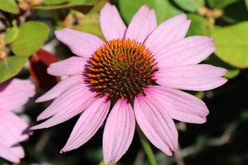 Fototapeta premium close up of pink flower