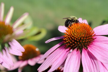 bee on a flower