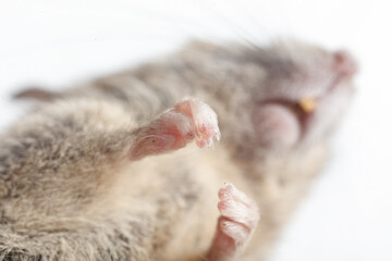 Close-up of a mouse's paw. Macro