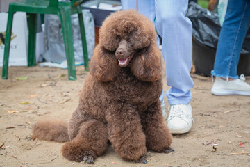 A handler shows a poodle dog at a dog show. A cute pet executes commands during training.