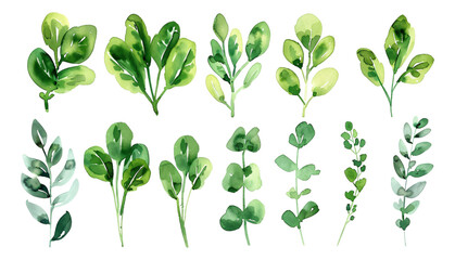 Fototapeta premium The combination of green vegetable elements in watercolor material 
