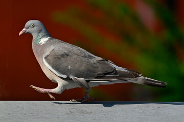 Ringeltaube // Common wood pigeon (Columba palumbus)