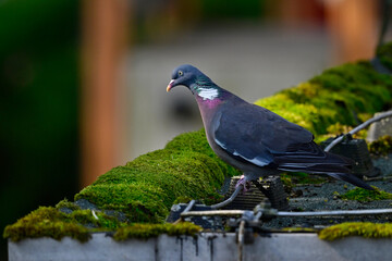 Ringeltaube // Common wood pigeon (Columba palumbus)