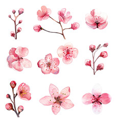Collection of peach blossom elements in watercolor material 