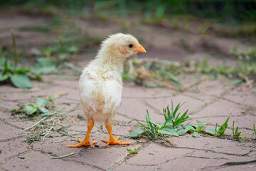 Little yellow cute baby chick.