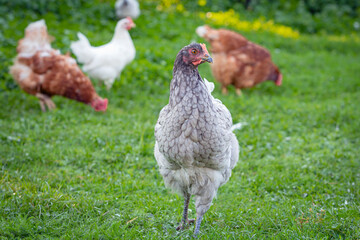 Free range chicken on an organic farm, freely grazing on a meadow , Chickens walk on the grass