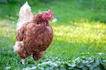 Chicken or hen on a green meadow with . Chickens on a traditional organic free-range farm grazing on the grass