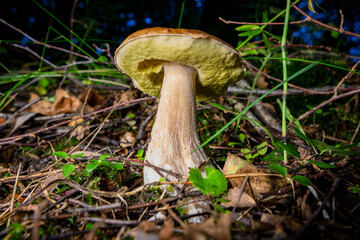 Big white mushroom in summer forest.