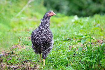 Chicken or hen on a green meadow with . Chickens on a traditional organic free-range farm grazing on the grass