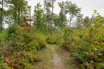 In late summer, the sumac shrubs add a splash of red to the Beaver Pond Trail in the Little River Canyon National Preserve in Alabama. The trailhead is found on the Little River Canyon Rim Parkway.