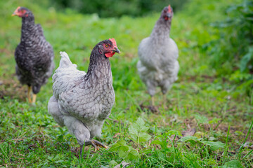 Free range chicken on an organic farm, freely grazing on a meadow , Chickens walk on the grass