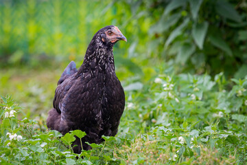 Chicken or hen on a green meadow with . Chickens on a traditional organic free-range farm grazing on the grass