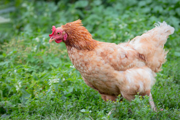 Chicken or hen on a green meadow with . Chickens on a traditional organic free-range farm grazing on the grass