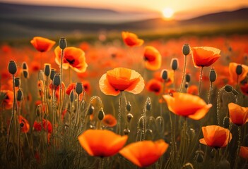 Obraz premium vibrant poppy field bathed sunrise light soft focus effect creating dreamy atmosphere, flowers, bloom, landscape, petals, color, morning, scenery, beauty