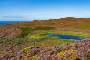 Views around South Stack Lighthouse with the heather out - Anglesey 