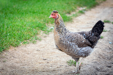 A  hen are walking outside in the village. Countryside. Close-up. Background.