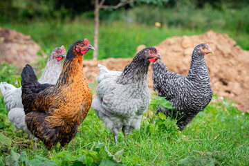 Free range chicken on an organic farm, freely grazing on a meadow , Chickens walk on the grass