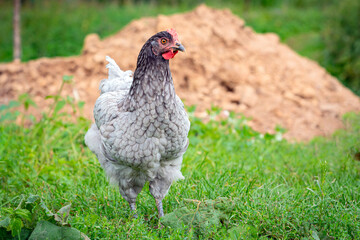 A  hen are walking outside in the village. Countryside. Close-up. Background.