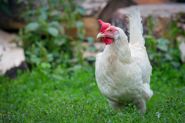 Chicken or hen on a green meadow with . Chickens on a traditional organic free-range farm grazing on the grass