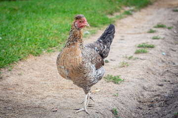 A  hen are walking outside in the village. Countryside. Close-up. Background.