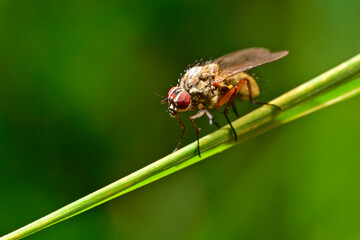 Fototapeta premium Blumenfliege // Root-maggot fly (Anthomyiidae) - Germany