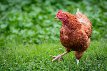 Chicken or hen on a green meadow with . Chickens on a traditional organic free-range farm grazing on the grass