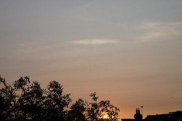 silhouette of a tree