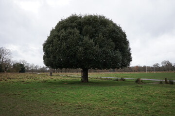 tree in the park