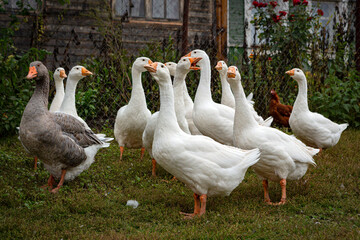 Obraz premium Close-up of young white geese and greylag goose strolling through the village.