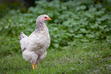 Fototapeta premium Chicken or hen on a green meadow with . Chickens on a traditional organic free-range farm grazing on the grass